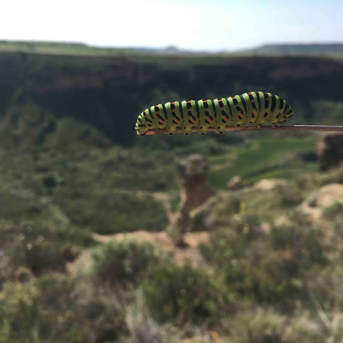 Oruga de Papilo machaon