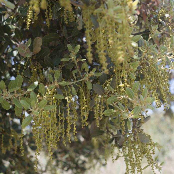 Carrasca en flor