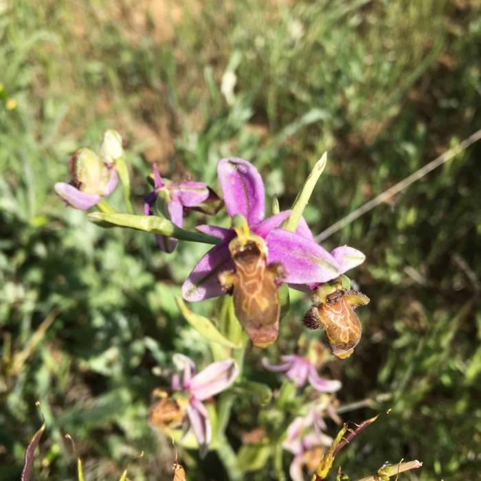 Orquídea becada