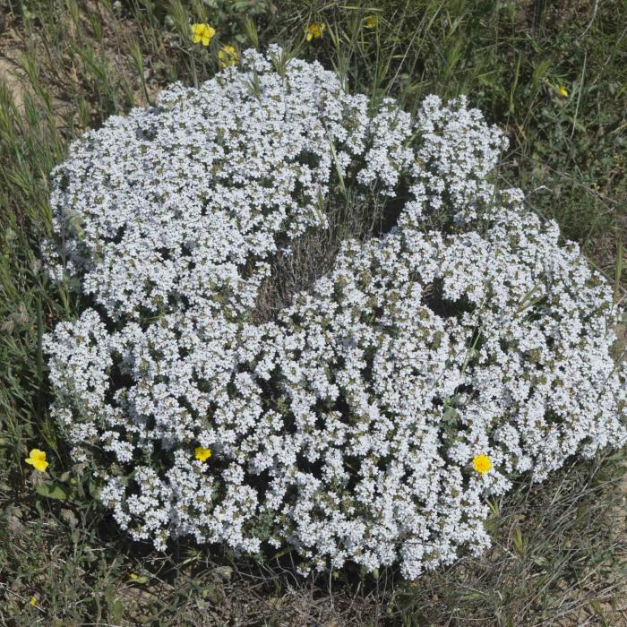 Romero en flor