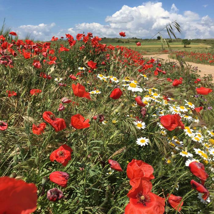 Campo con amapolas