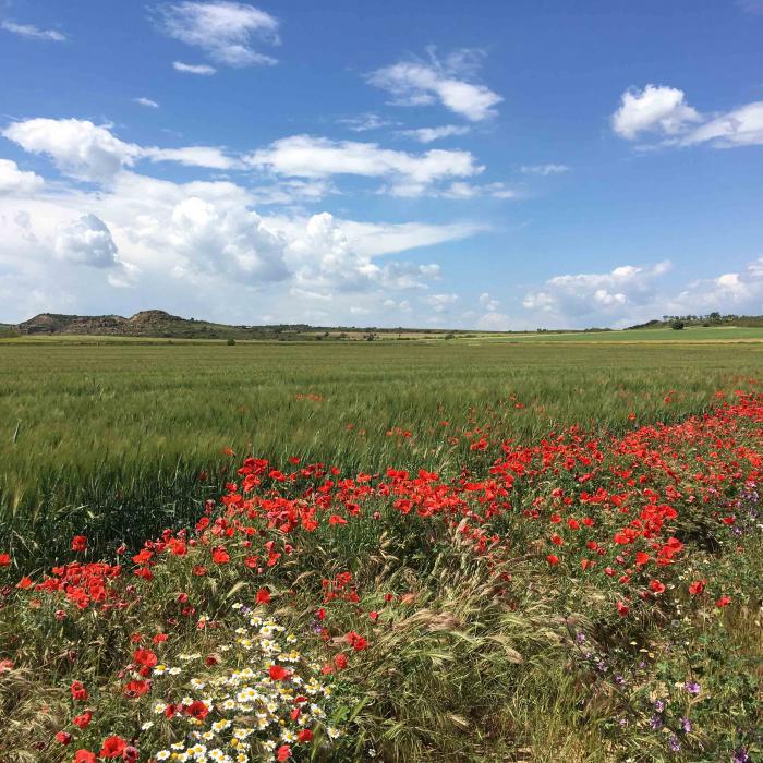 Campo con amapolas 2