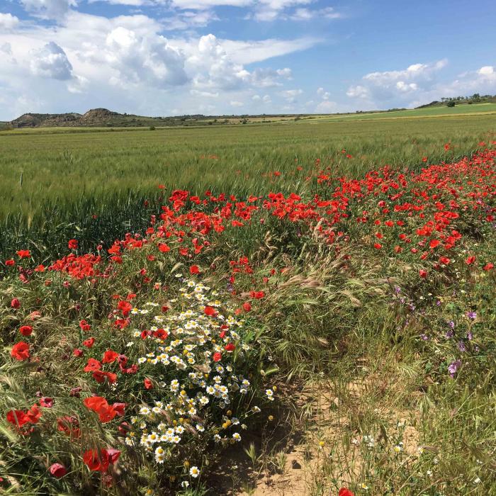 Campo con amapolas